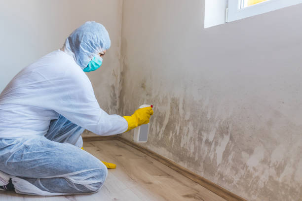 Forensic Mold Investigation in San Dimas, CA